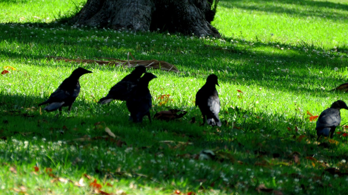 American Crow - ML359609501