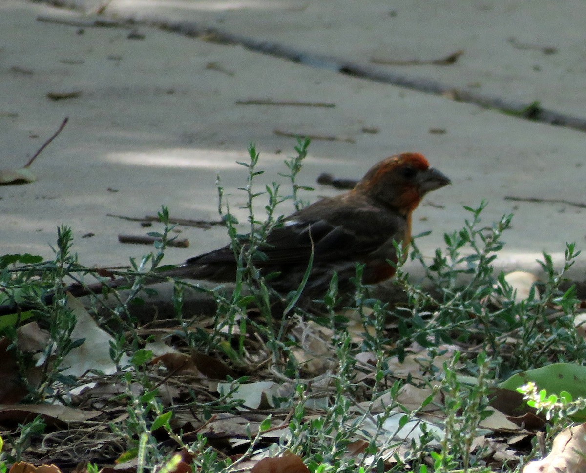 House Finch - ML359609581