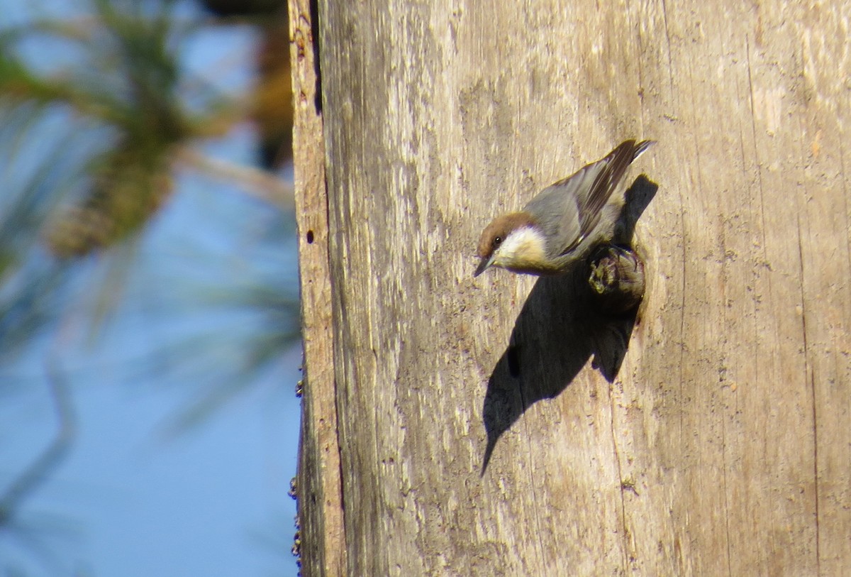 Brown-headed Nuthatch - ML35960981