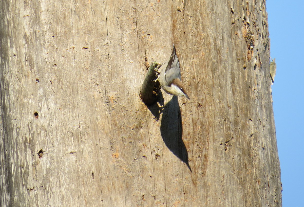 Brown-headed Nuthatch - ML35960991