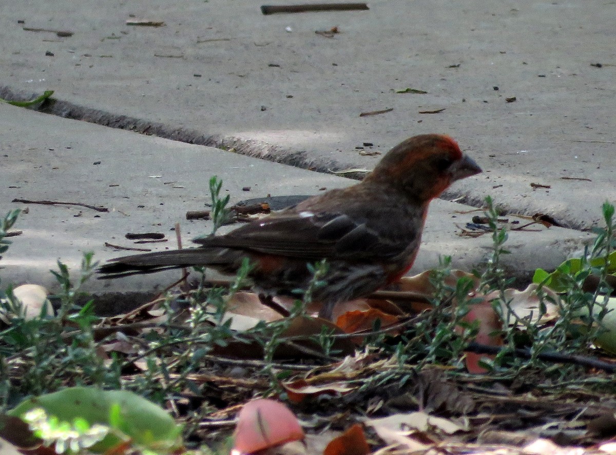 House Finch - ML359610951