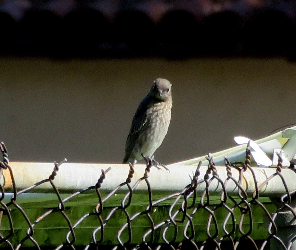 Western Bluebird - ML359611051