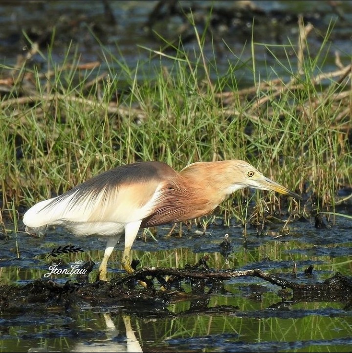 Javan Pond-Heron - ML359611501