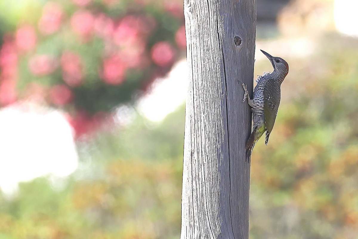 Iberian Green Woodpecker - ML359611591