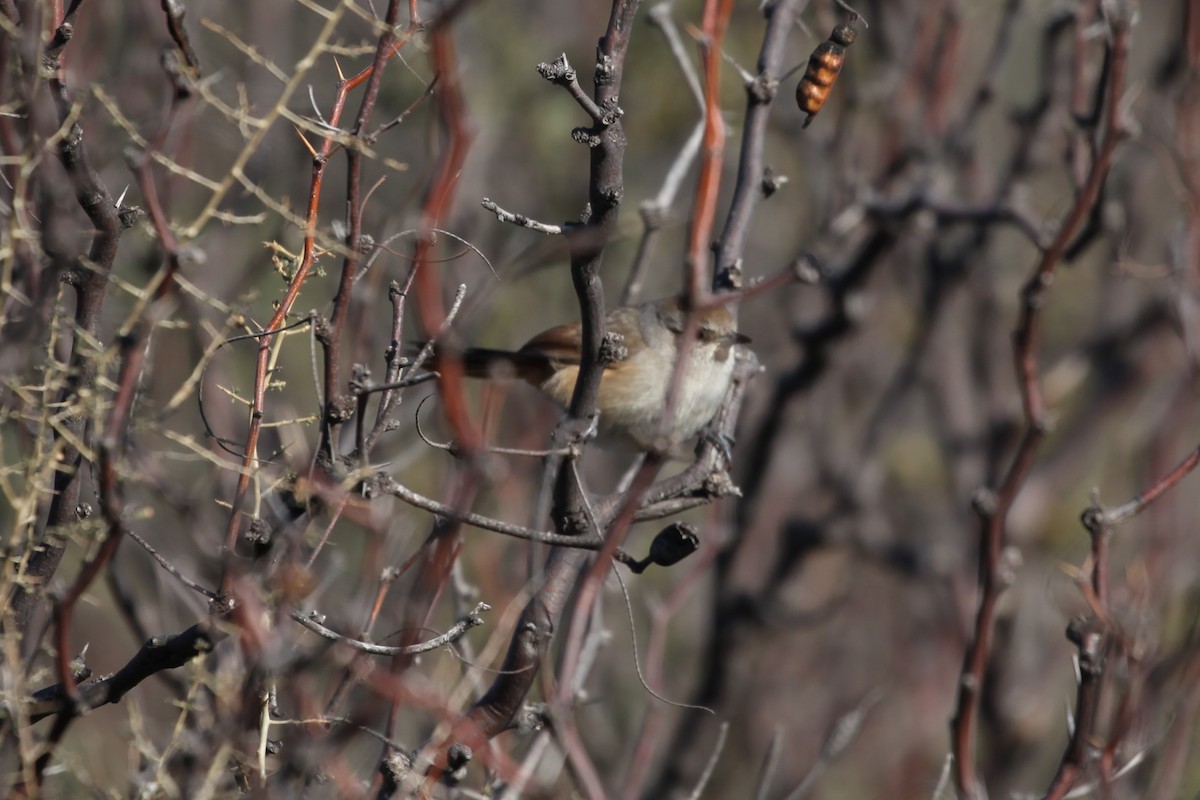 Short-billed Canastero - ML359613881