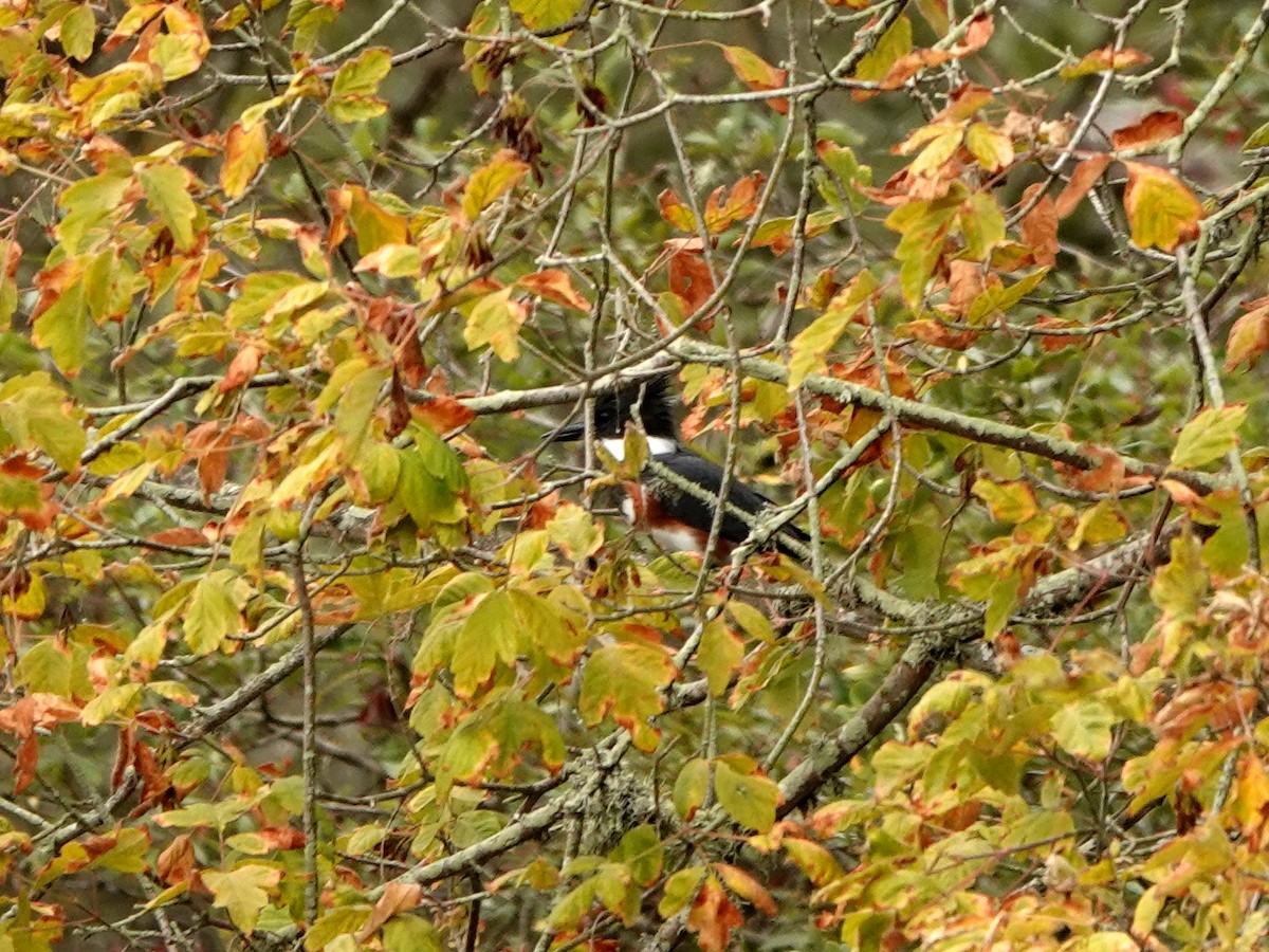 Belted Kingfisher - ML359616041