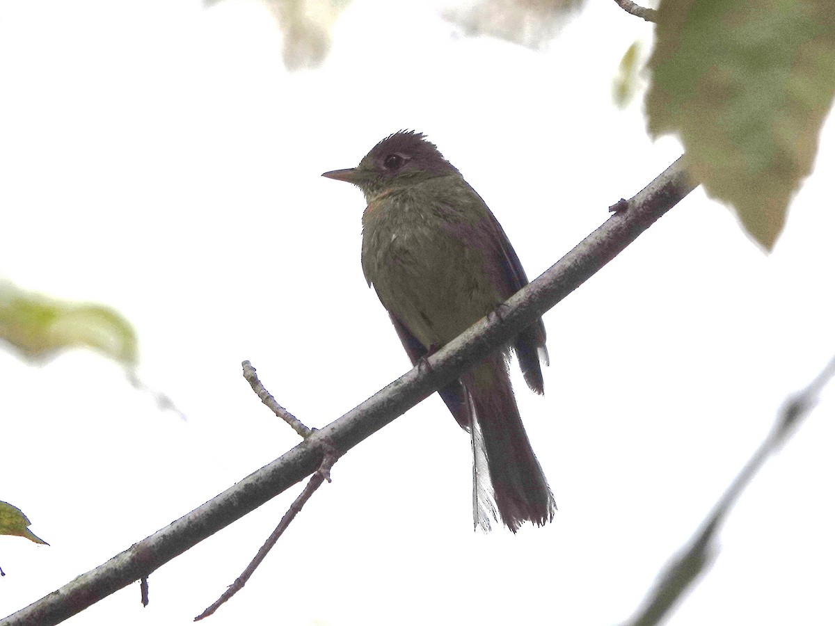 Western Flycatcher (Pacific-slope) - Norman Uyeda