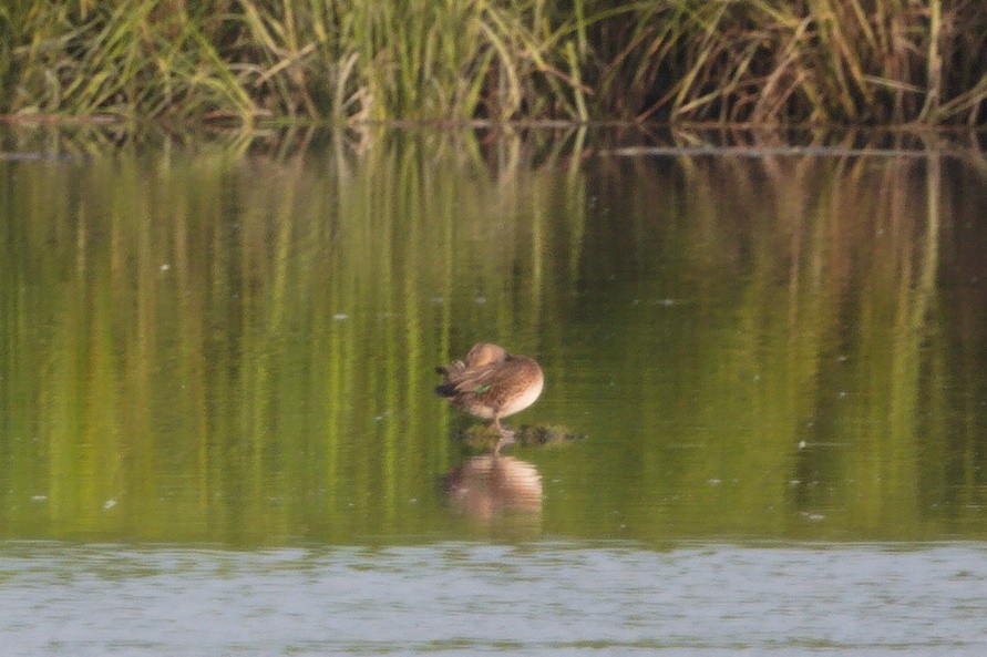 Green-winged Teal - ML359616461