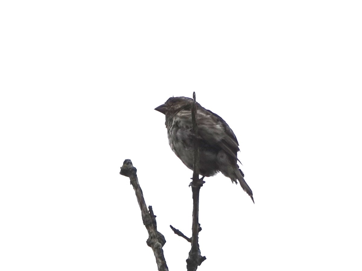 Purple Finch - ML359616691