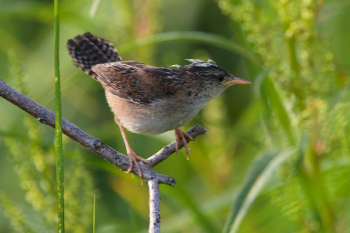 Marsh Wren - ML359617311