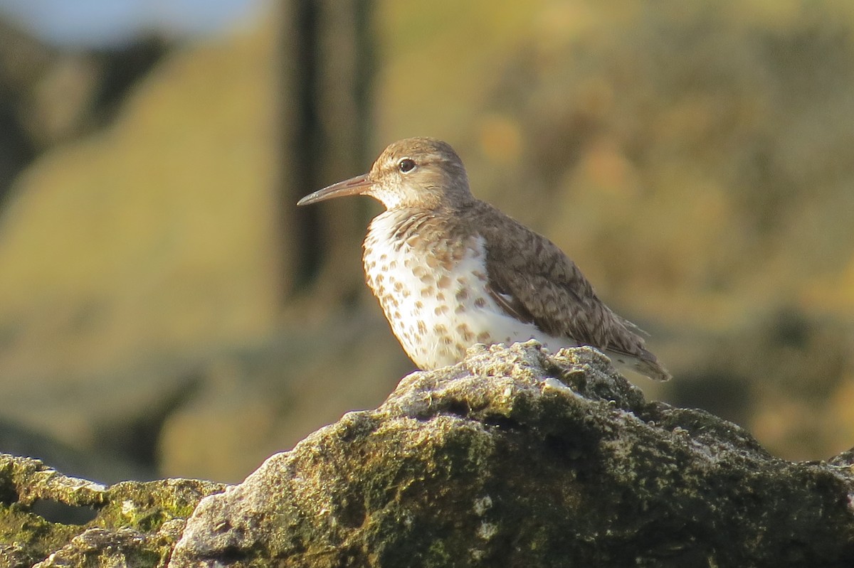 Spotted Sandpiper - David & Jill Kaminski