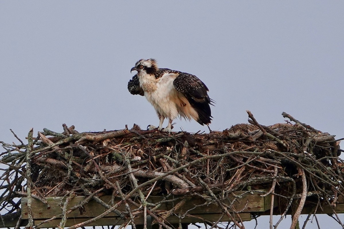 Osprey - Deirdre Robinson