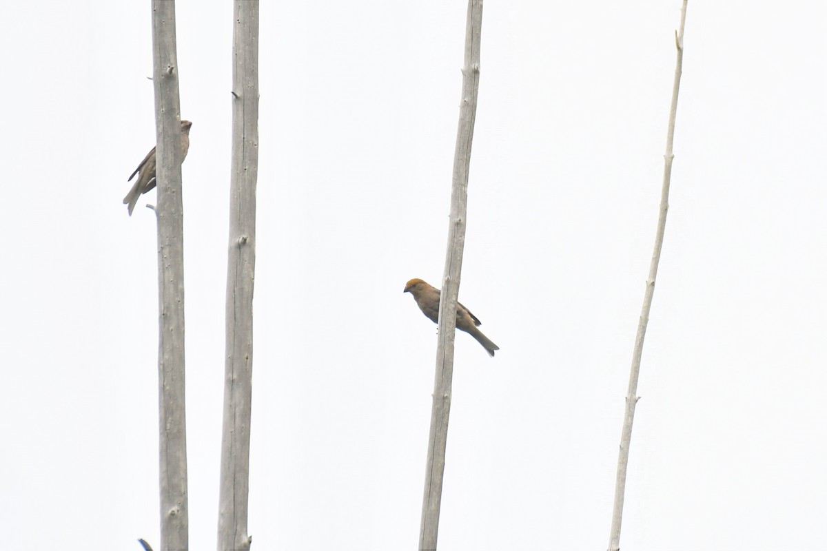 Pine Grosbeak - ML359620721