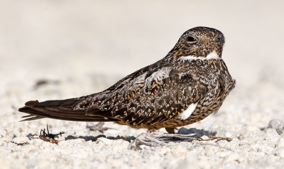 Antillean Nighthawk - Denny Swaby