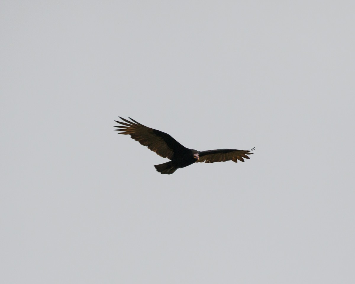 Lesser Yellow-headed Vulture - ML359620811