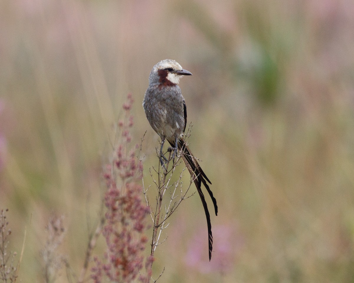 Streamer-tailed Tyrant - Silvia Faustino Linhares