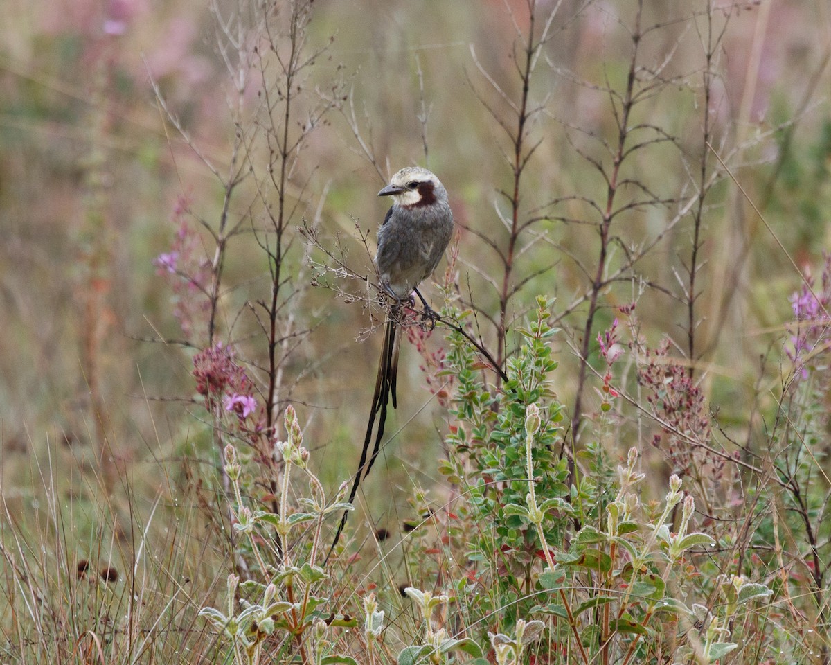 Streamer-tailed Tyrant - ML359622421