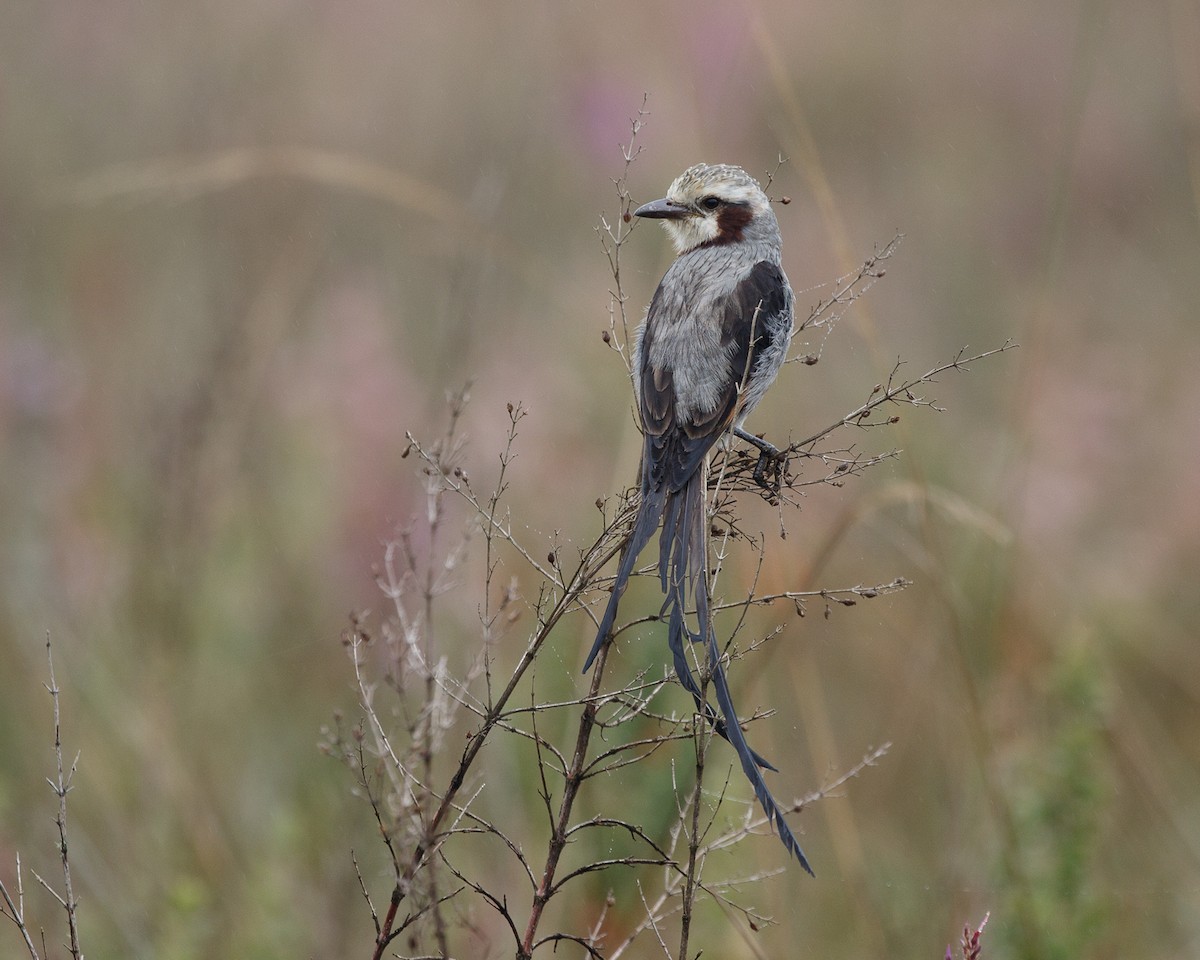 Streamer-tailed Tyrant - ML359622611