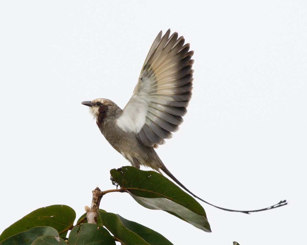 Streamer-tailed Tyrant - Silvia Faustino Linhares