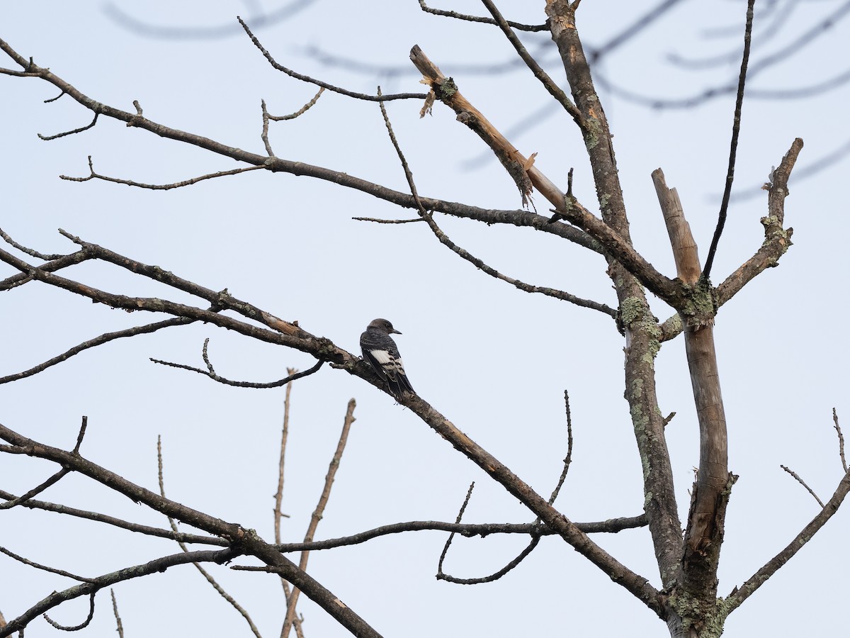 Red-headed Woodpecker - Jeff Smith