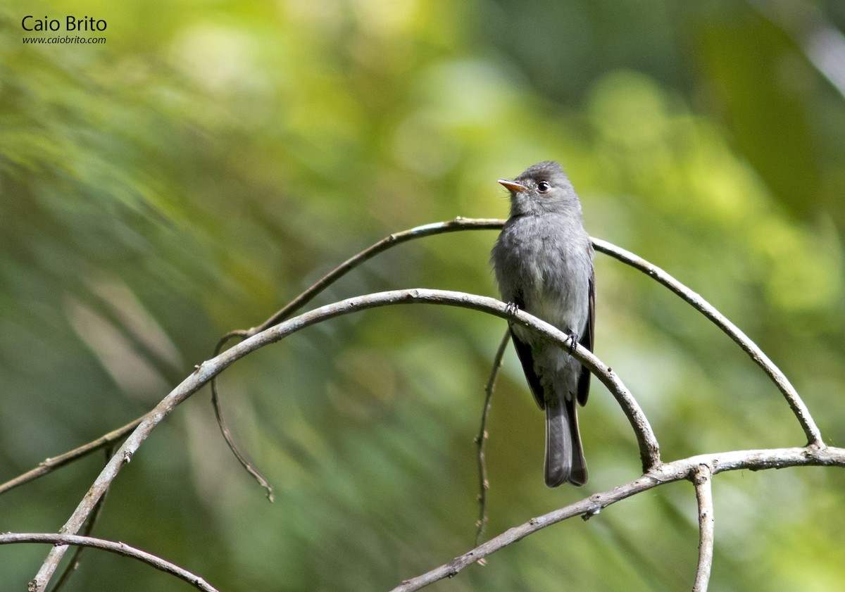 Southern Tropical Pewee - Caio Brito