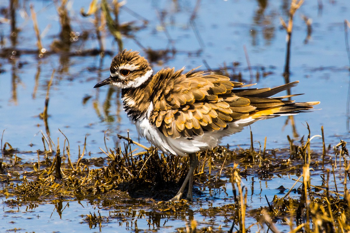 Killdeer - graichen & recer