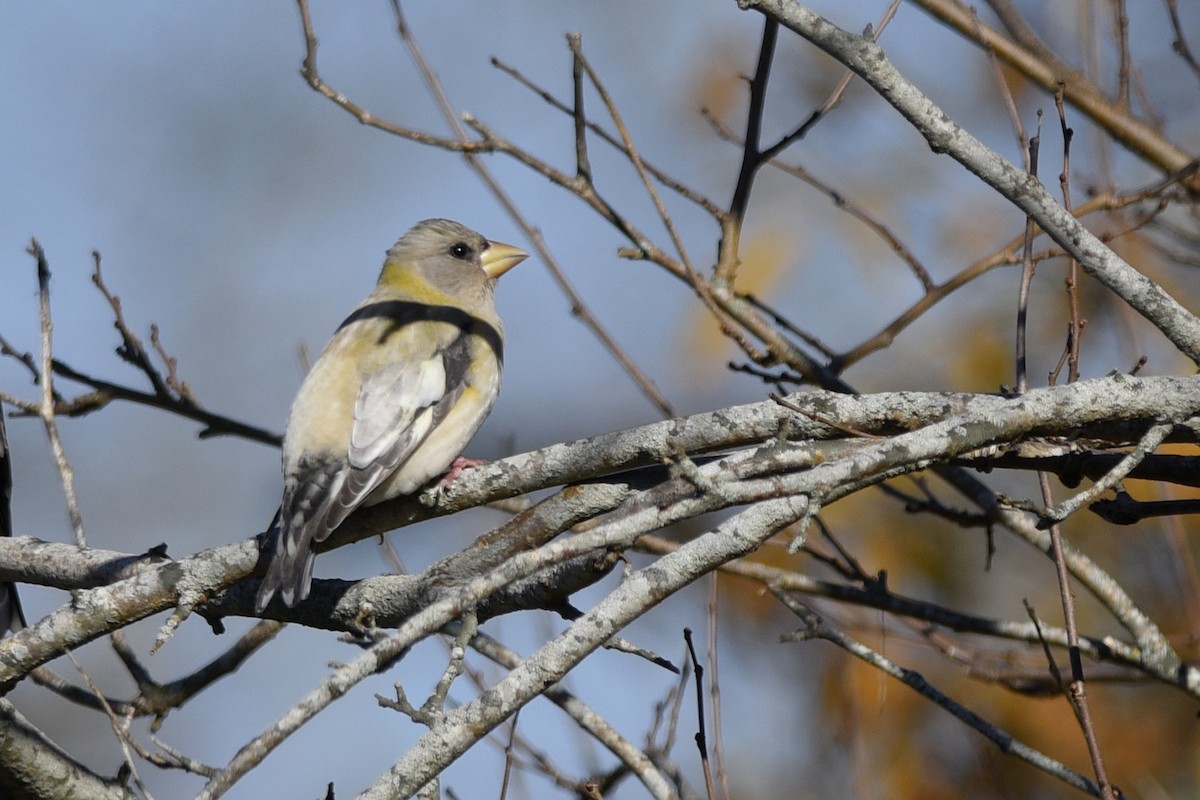 Evening Grosbeak - ML359626561