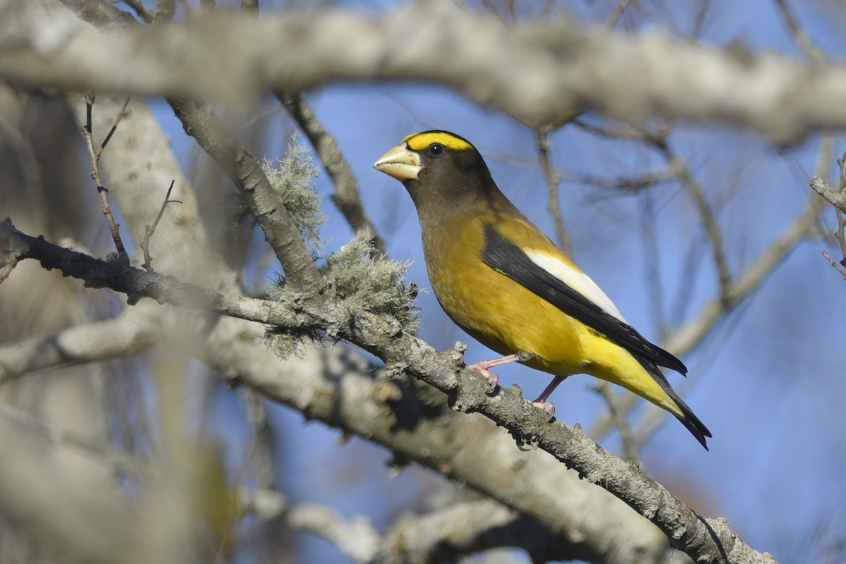 Evening Grosbeak - ML359626611