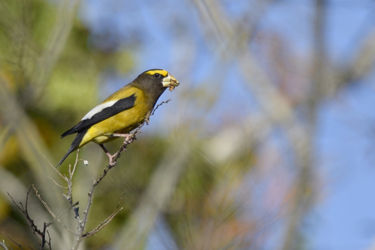 Evening Grosbeak - ML359626671