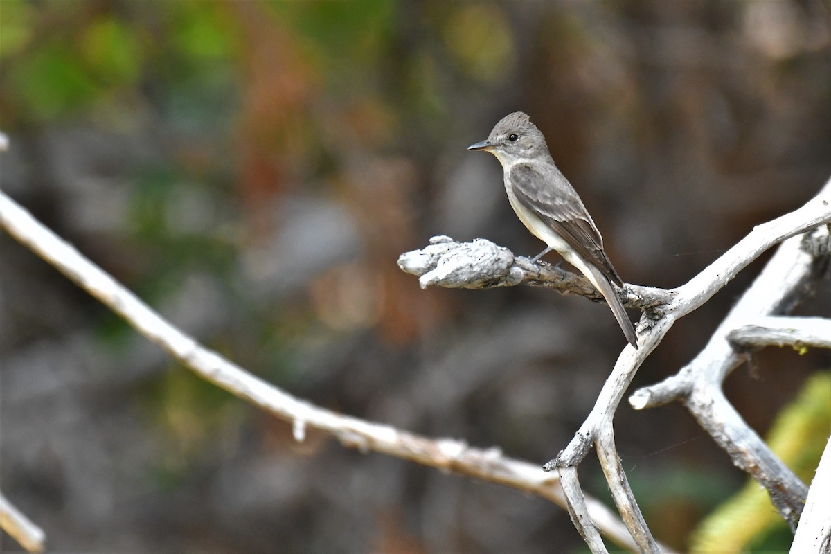 Western Wood-Pewee - ML359626721