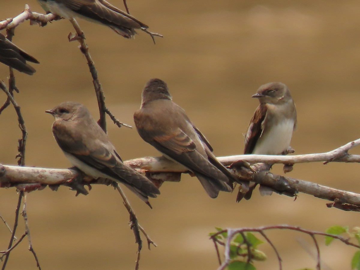 Northern Rough-winged Swallow - ML359627791