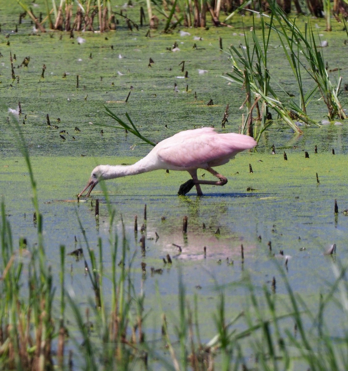 Roseate Spoonbill - ML359630171