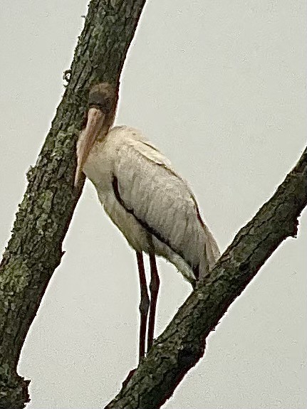 Wood Stork - ML359630451