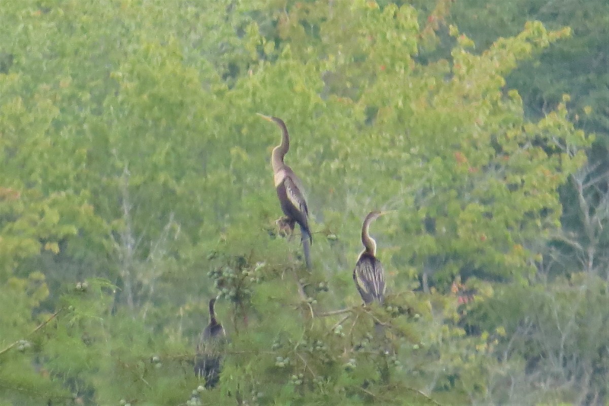 Anhinga - ML359630491