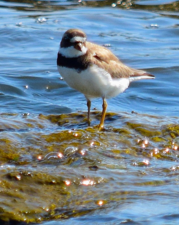 Semipalmated Plover - ML359630901