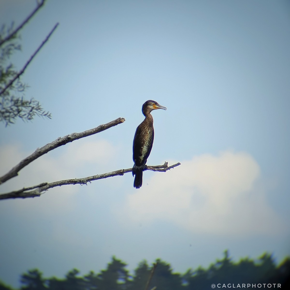 Great Cormorant - ML359631761