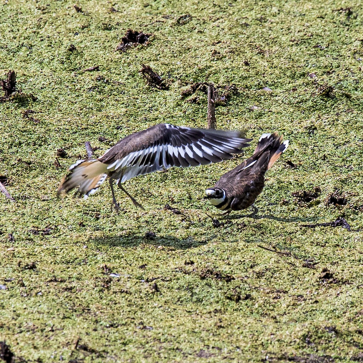 Killdeer - ML359633931