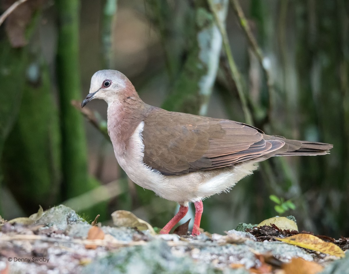 Caribbean Dove - Denny Swaby