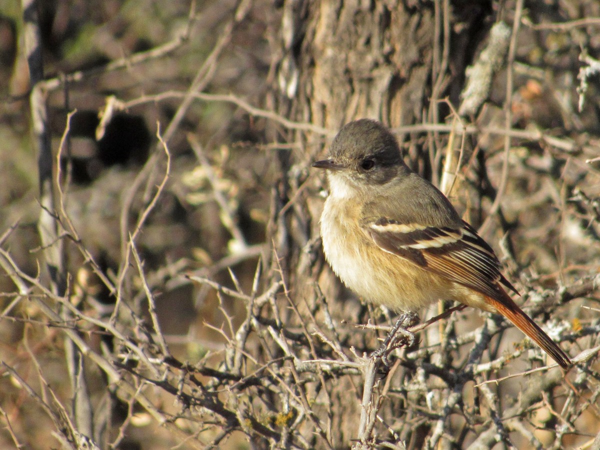 White-winged Black-Tyrant - Alasco López