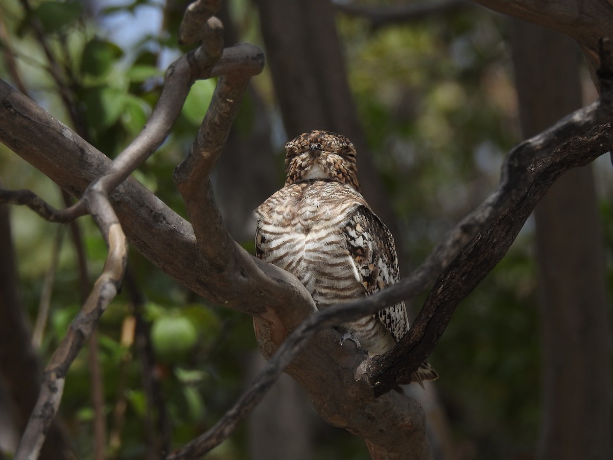 Common Nighthawk - Garrett H