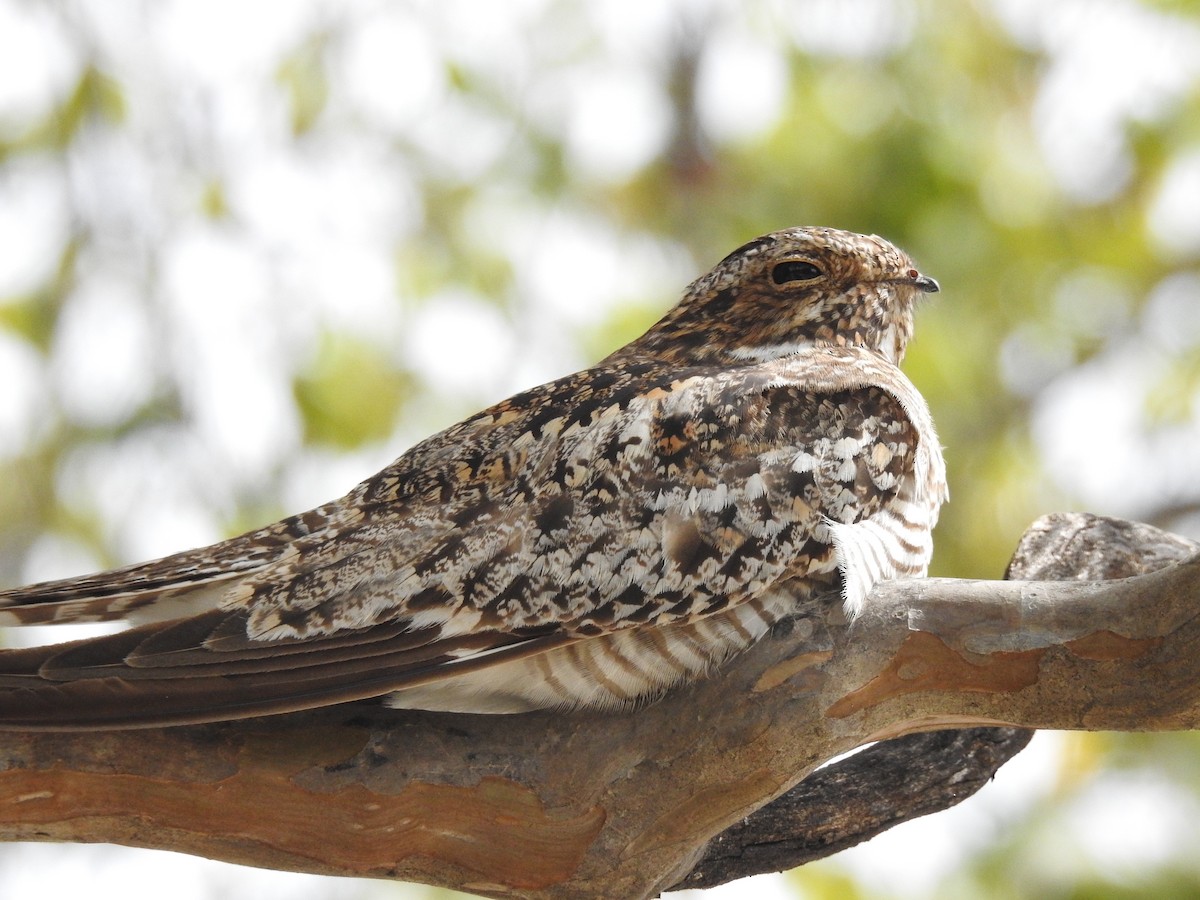 Common Nighthawk - Garrett H