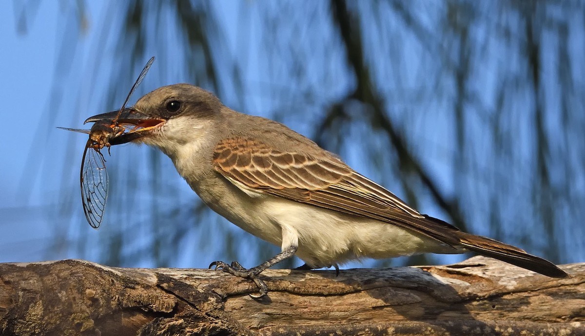 Gray Kingbird - ML359636751