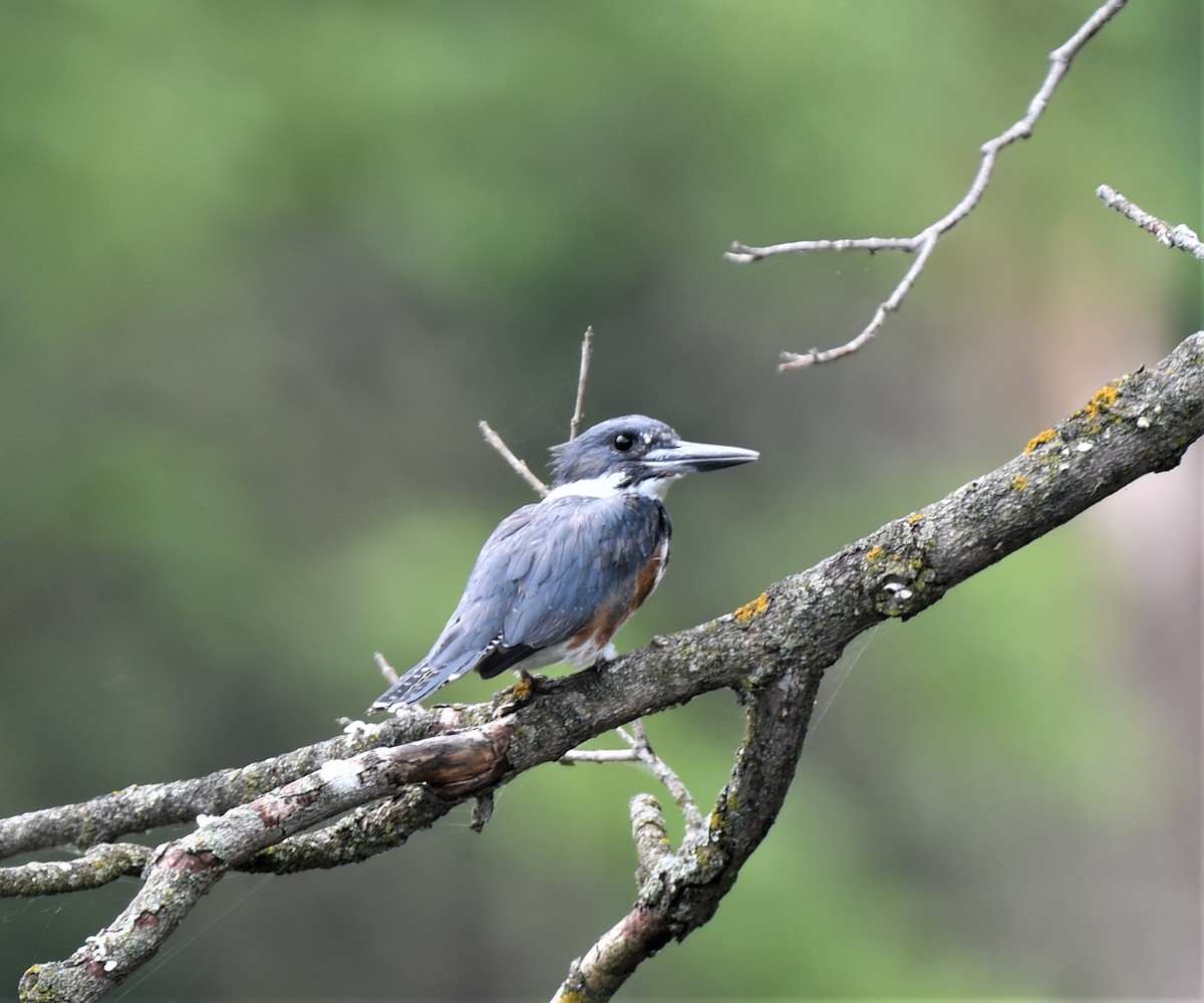 Belted Kingfisher - Estela Quintero-Weldon