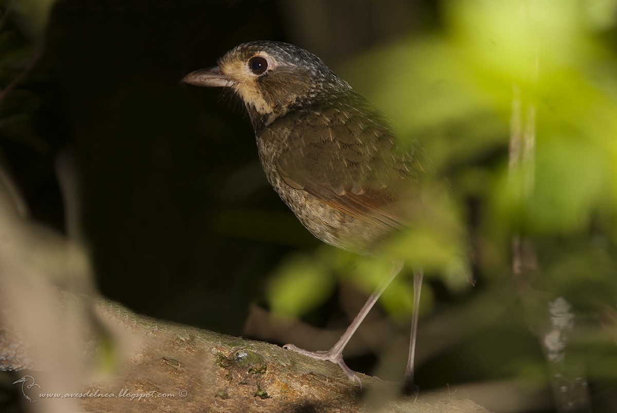 blånakkemaurpitta - ML35963971