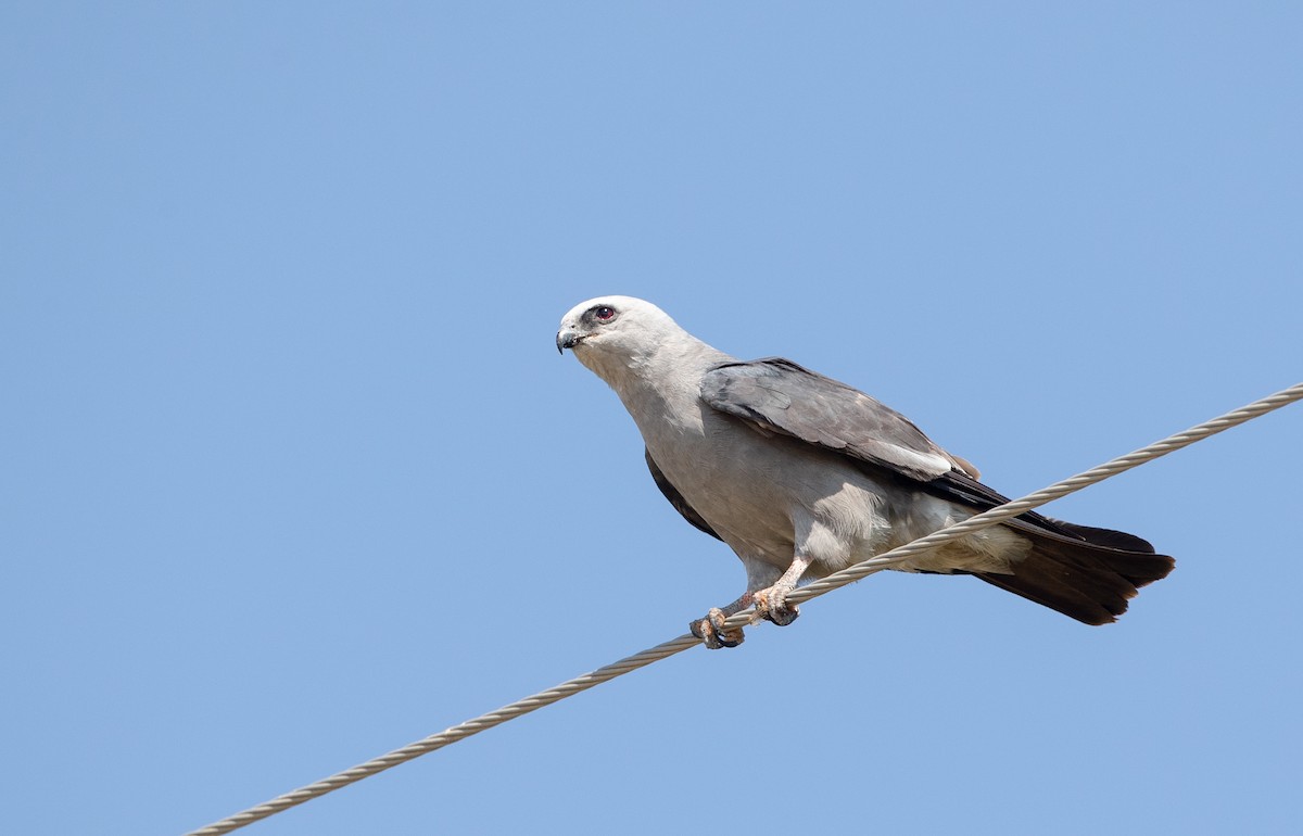 Mississippi Kite - ML359640641