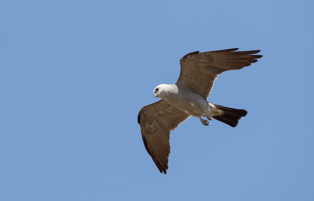 Mississippi Kite - ML359640661