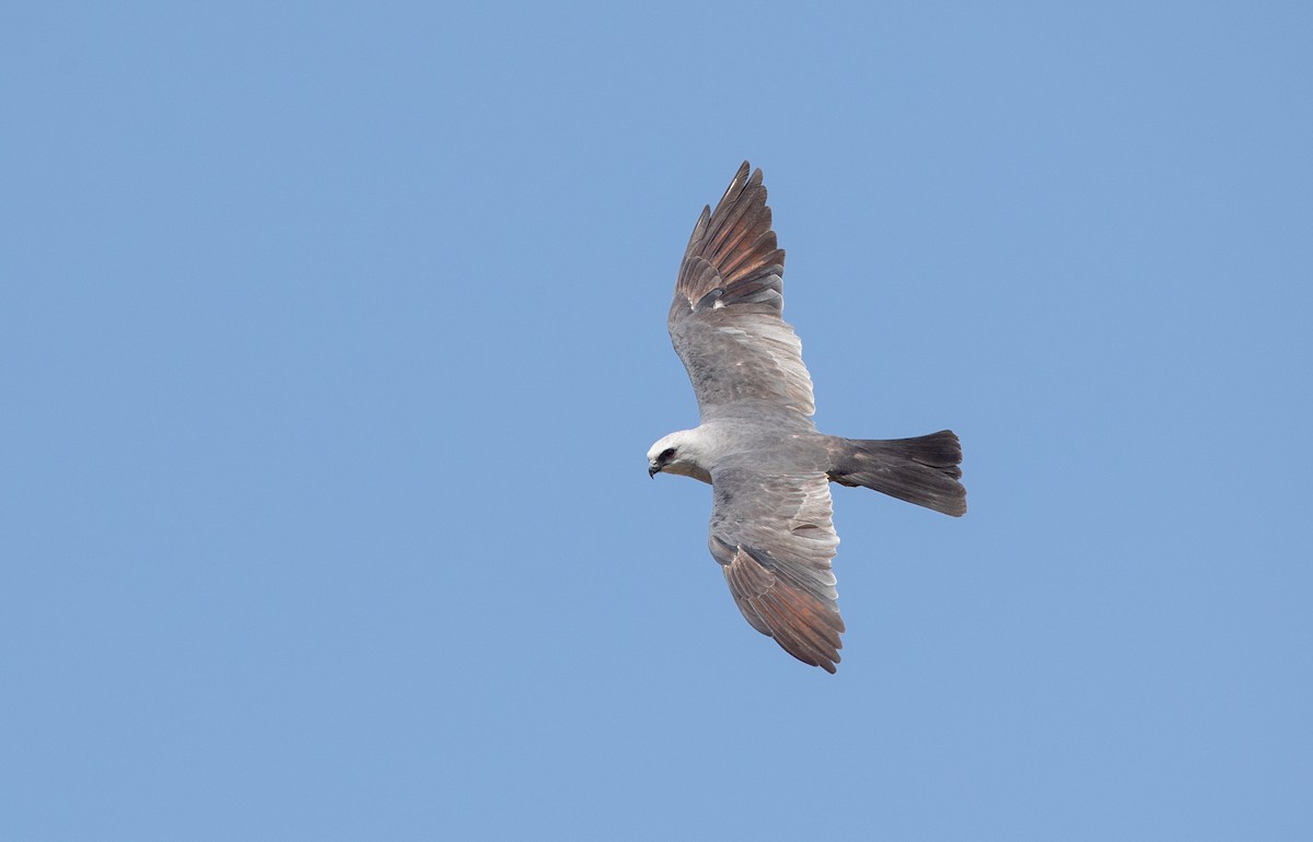 Mississippi Kite - ML359640671