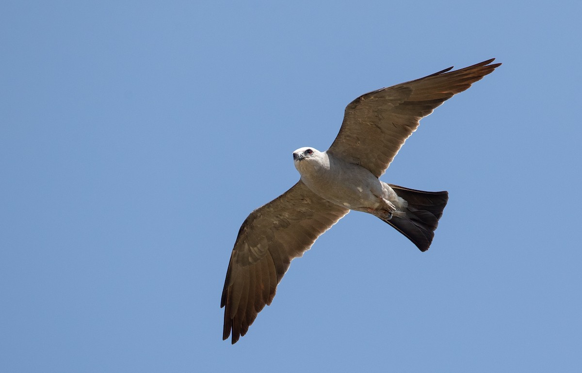 Mississippi Kite - ML359640701