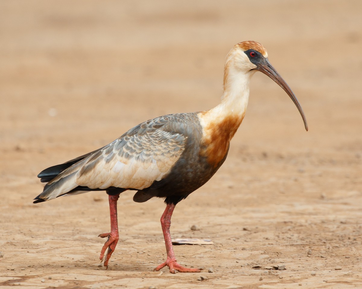 Buff-necked Ibis - Silvia Faustino Linhares