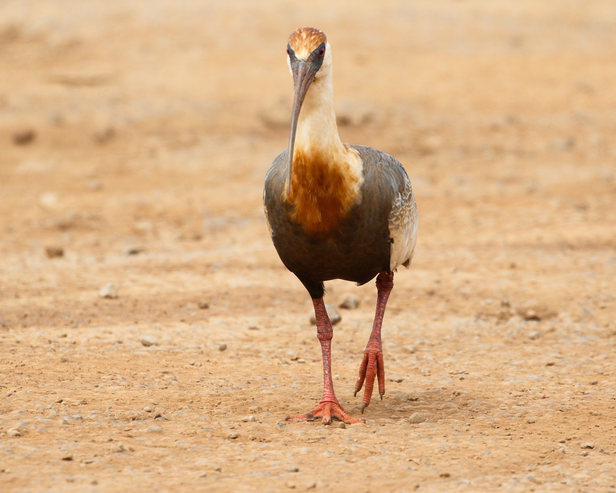 ibis bělokřídlý - ML359641821